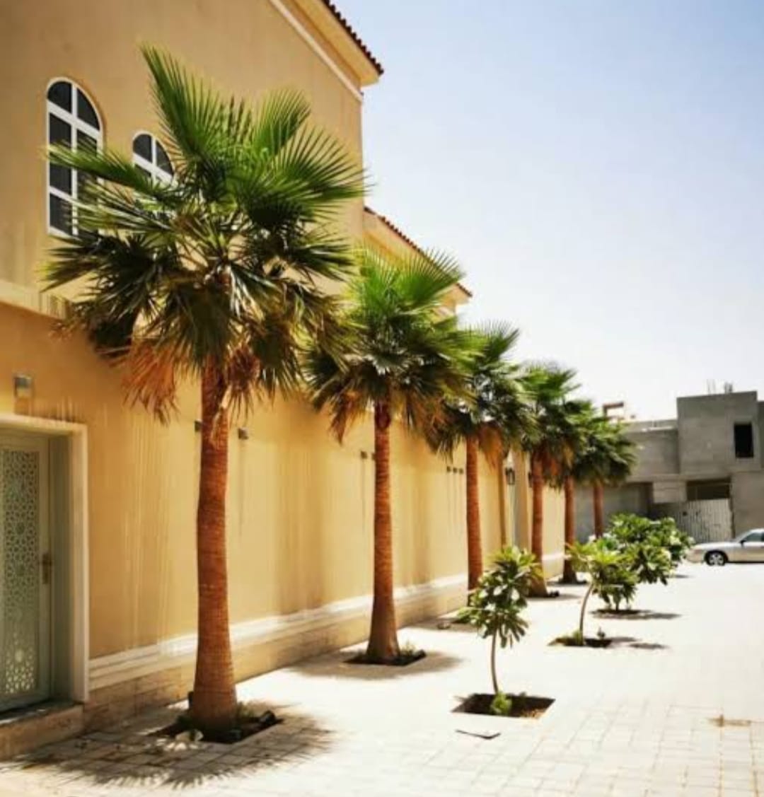 زراعة النخيل